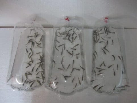 Garra rufa Fisch – Bild 2