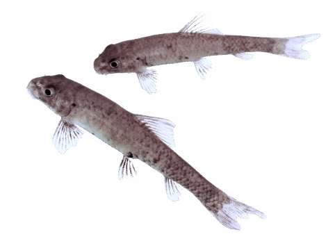 Garra rufa Fisch