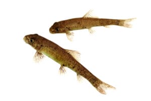 Garra Rufa Knabberfische im Fisch SPA– pflegeleichte Doktorfische für Fischspa, Therapie und Süßwasseraquarien.