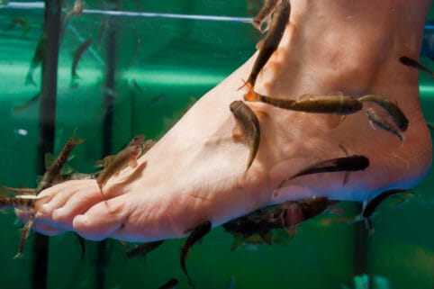 Garra rufa Fisch – Bild 3