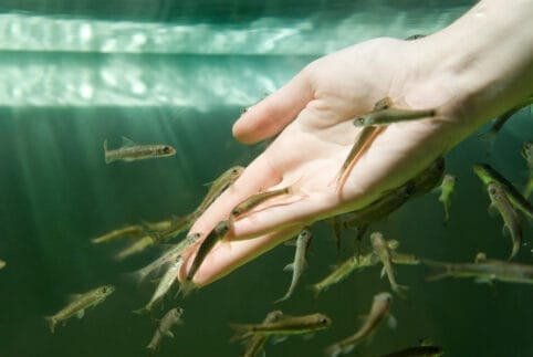 Garra rufa Fisch – Bild 4