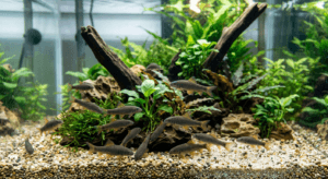 Garra Rufa Fisch-Aquarium (Bild mit KI generiert) Garra Rufa Fisch-Aquarium (Bild mit KI generiert)